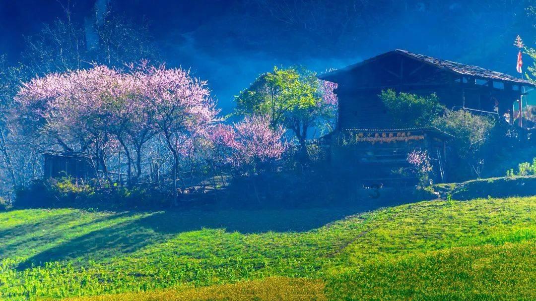 春雨直播app